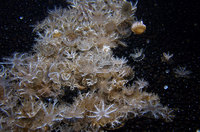 jellies.jpg