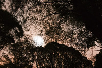 moon_shine.jpg