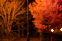night_blossoms-thumb.jpg