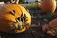 pumpkin_head-thumb.jpg