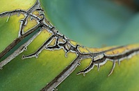 succulents-thumb.jpg