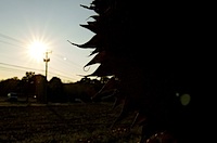 sunburst.jpg