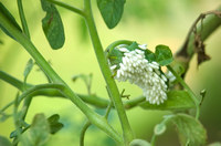 wasp_eggs.jpg