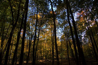 wooded.jpg